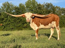 Rustic Delta
