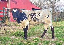 Jaguar Chex X River’s Texas Angel TK Heifer
