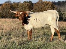 20/20 Sapphire Safari