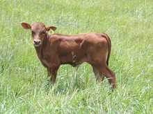9-23 Steer